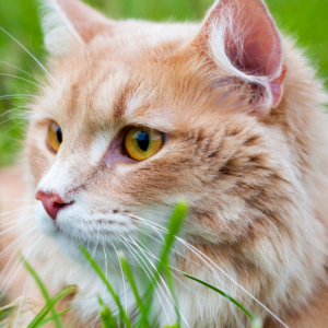 Sibirisk Katt Allergi Och Kattrasguide Kattguiden